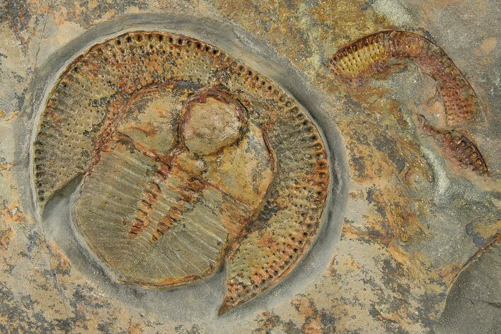 Huge Trinucleid (Declivolithus) Trilobite - Mecissi, Morocco #280815